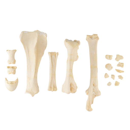 Real Bag-O-Miniature Horse Bones