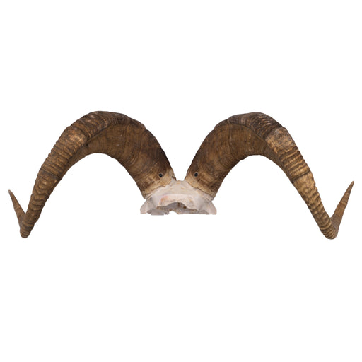 Real Dall Sheep Skull Plate