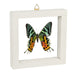 Real Sunset Moth in Frame