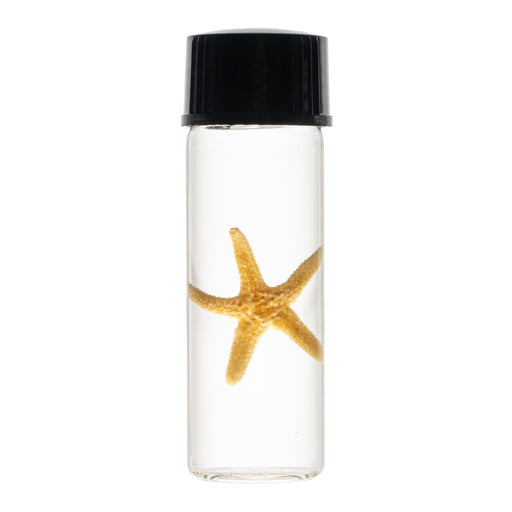 Real Wet Specimen in Alcohol - Starfish