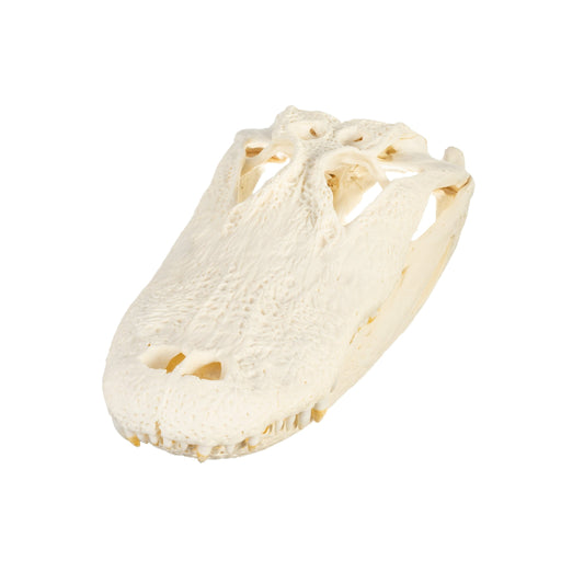 Real American Alligator Skull (Over 12 in.)