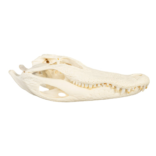 Real American Alligator Skull (Over 12 in.)