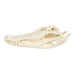 Real American Alligator Skull (Over 12 in.)