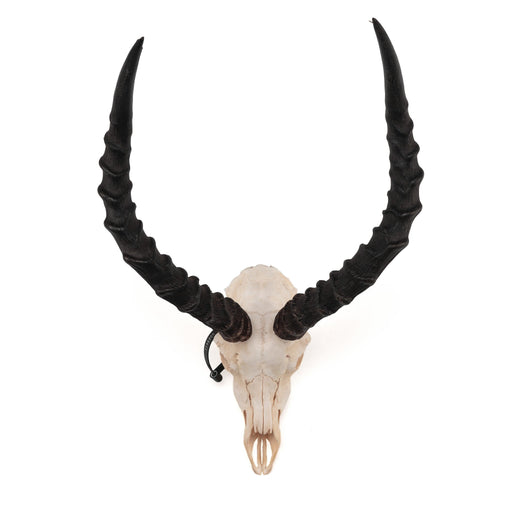 Real Impala Skull