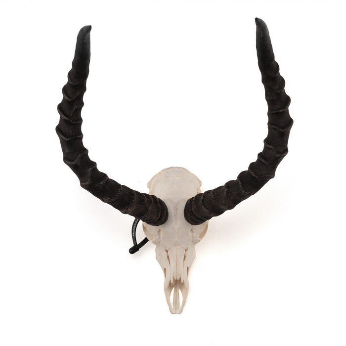 Real Impala Skull