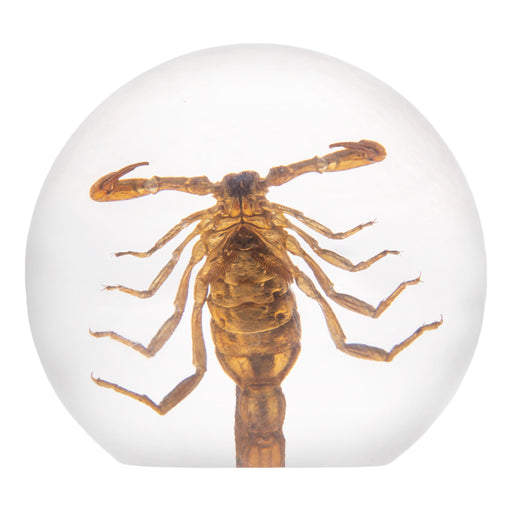 Real Golden Scorpion in Acrylic Sphere Display