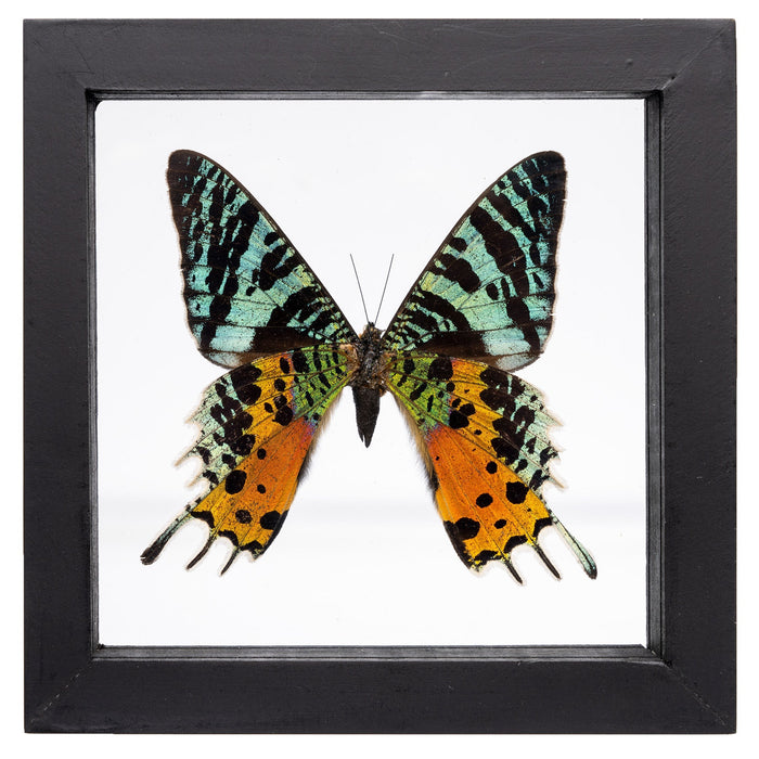 Real Sunset Moth in Frame