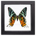 Real Sunset Moth in Frame