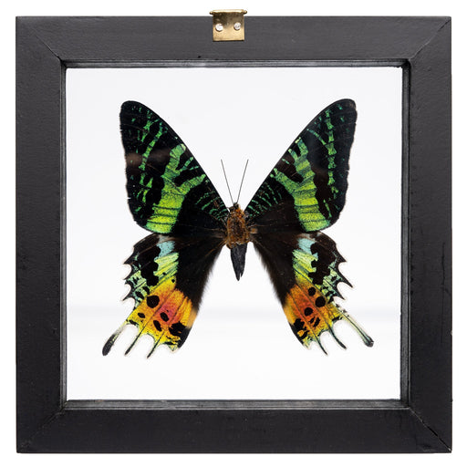 Real Sunset Moth in Frame