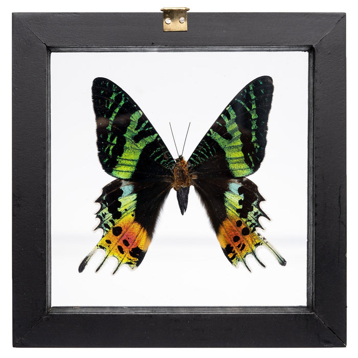 Real Sunset Moth in Frame