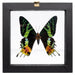 Real Sunset Moth in Frame