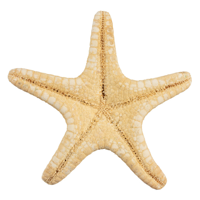 Some Starfish Have Up to 40 Arms! Plus 10 Other Starfish Facts