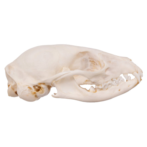 Real Cape Genet Skull - Adolescent