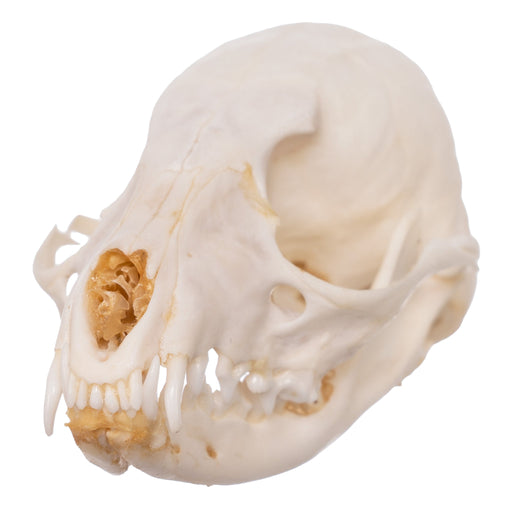 Real Cape Genet Skull - Adolescent