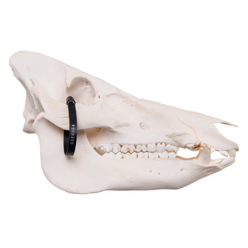 Real Domestic Pig Skull - Pathology