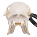 Real Chinese Water Deer Skull - Male