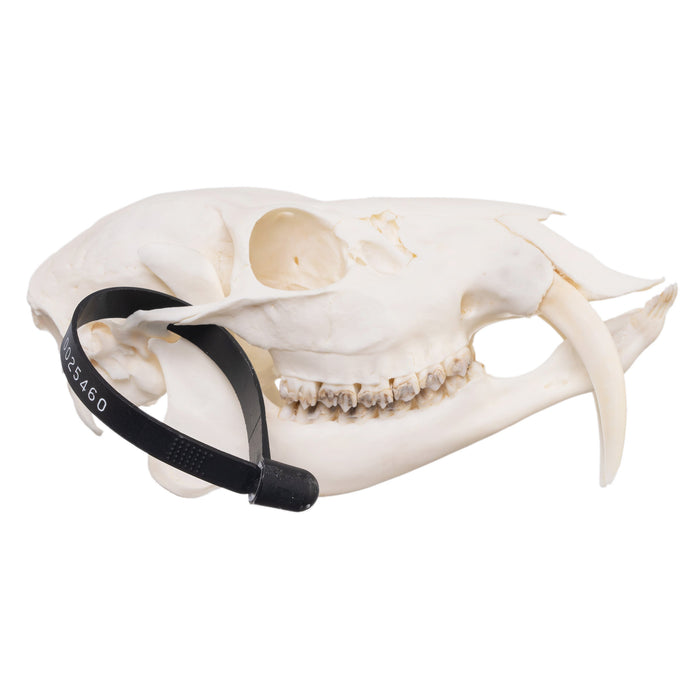 Plastic deer shop skull