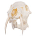 Real Chinese Water Deer Skull - Male