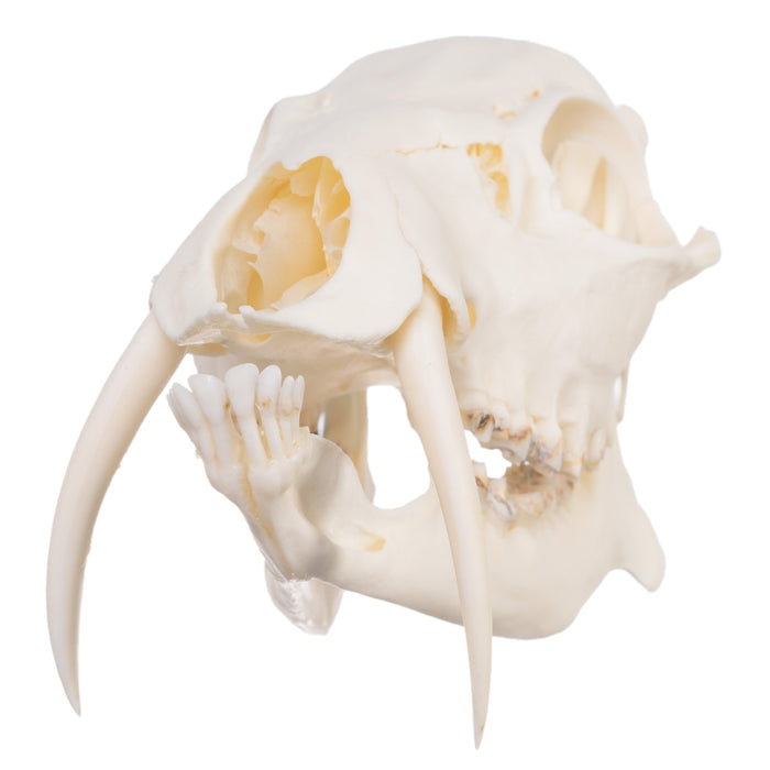 Real Chinese Water Deer Skull - Male