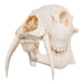 Real Chinese Water Deer Skull - Male