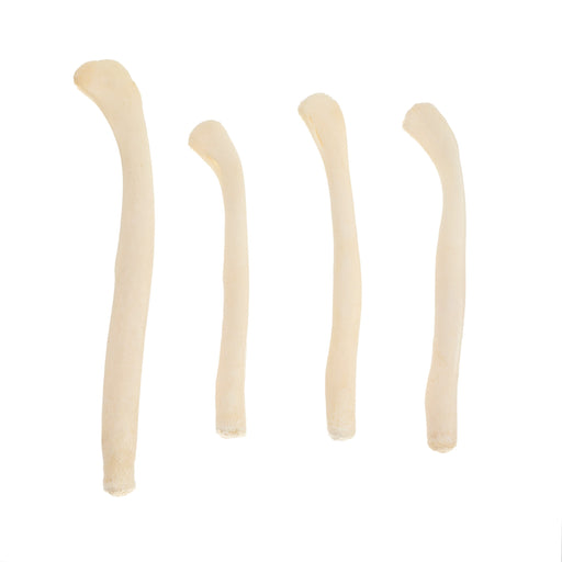 Real Bag-O-River Otter Baculum