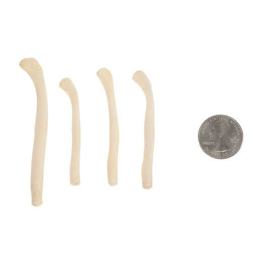 Real Bag-O-River Otter Baculum