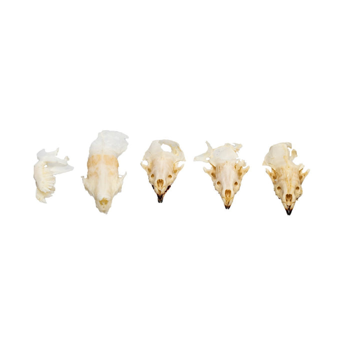 Real Bag-O-Shrew Skulls