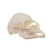 Real Domestic Goat Skull - Fetal