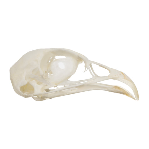 Real Hungarian Partridge Skull