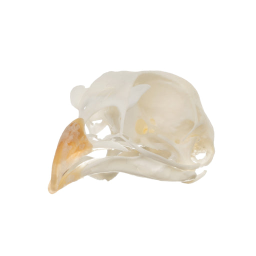 Real Chukar Skull