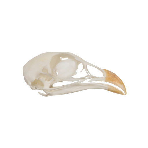 Real Chukar Skull