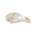 Real Chukar Skull