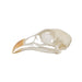 Real Chukar Skull