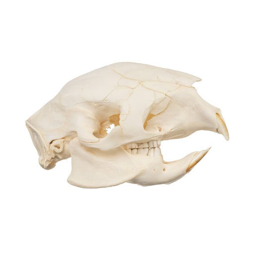 Real Cape Porcupine Skull