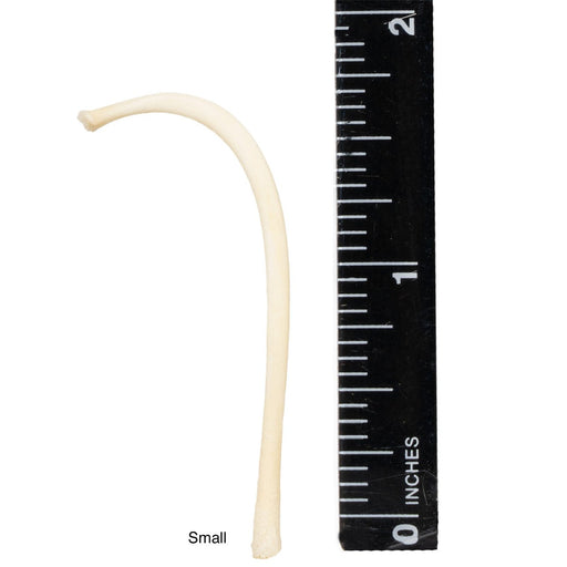 Real Raccoon Baculum