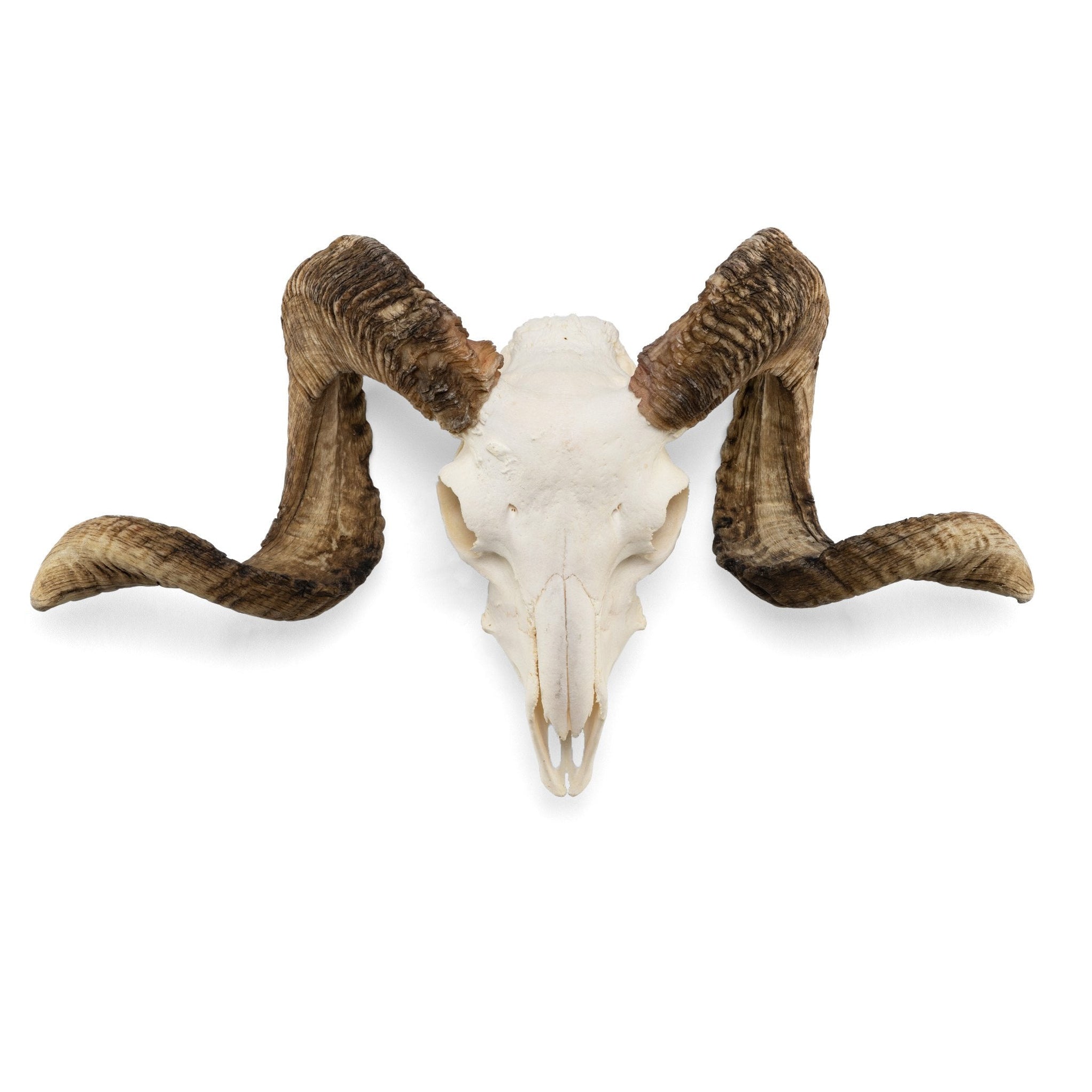 Domestic Ram Skull For Sale — Skulls Unlimited International, Inc.