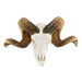 Real Domestic Ram Skull - Premium