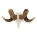 Real Domestic Ram Skull - Premium