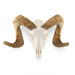 Real Domestic Ram Skull - Standard