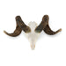 Real Domestic Ram Skull - Premium