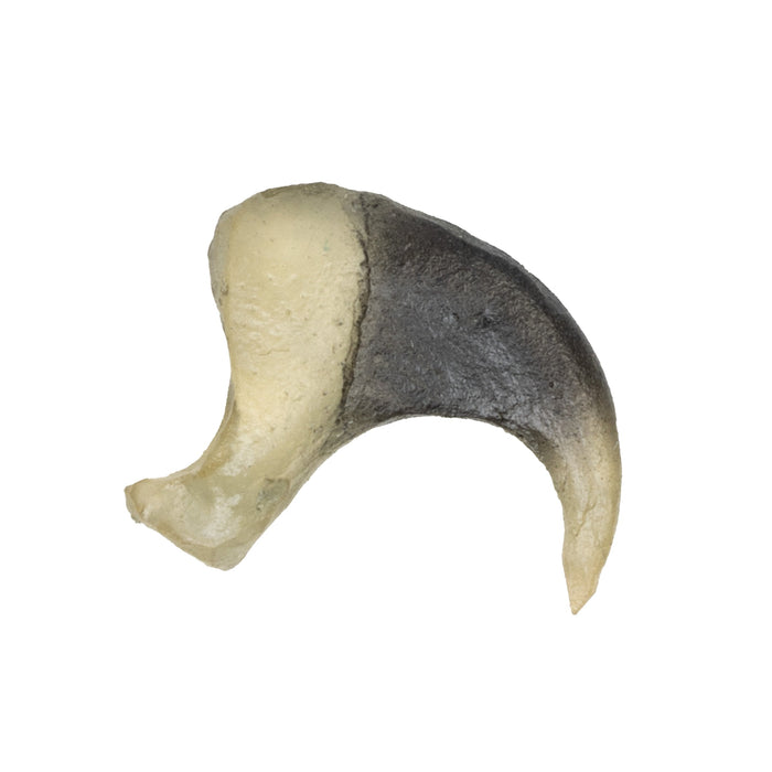 Replica Bobcat Claw