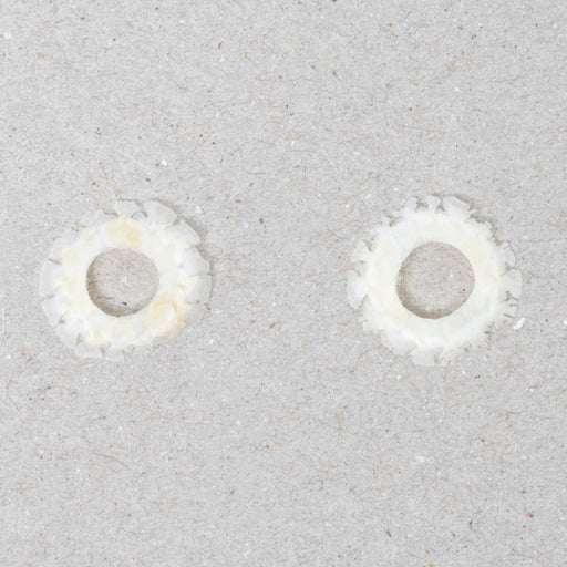 Real Lizard Sclerotic Ossicle Pair