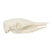 Replica Nine-banded Armadillo Skull