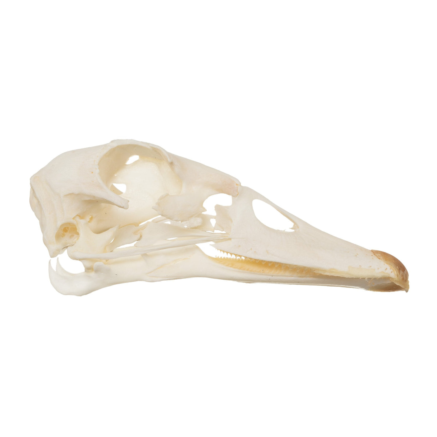 Real Muscovy Duck Skull — Skulls Unlimited International, Inc.