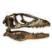 Replica Deinonychus Skull