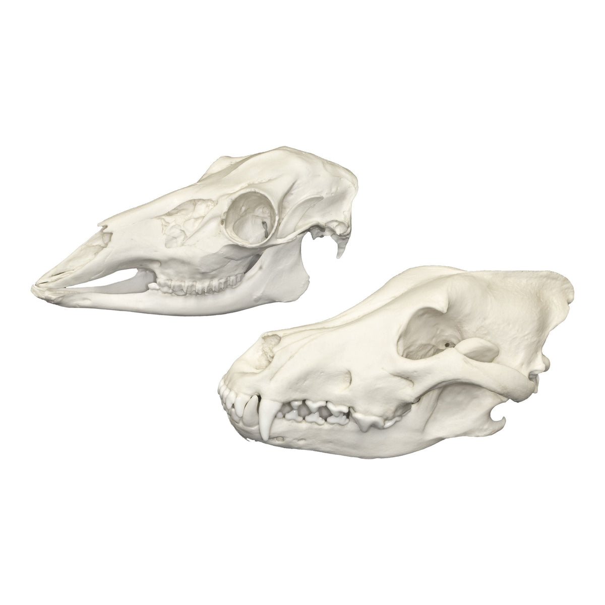 Replica Raptor Talons Set For Sale — Skulls Unlimited