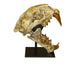 Replica Dinictis Skull with Stand