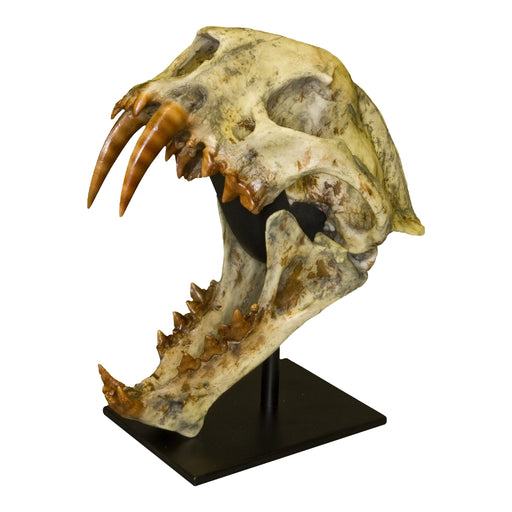 Replica Deinonychus Skull — Skulls Unlimited International, Inc.