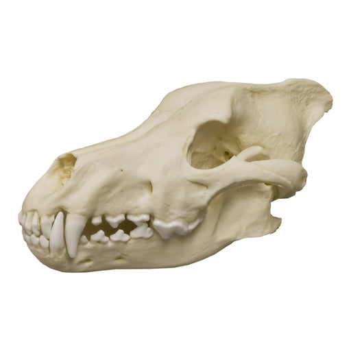 Replica Dire Wolf Skull