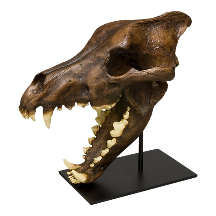 Replica Dire Wolf Skull